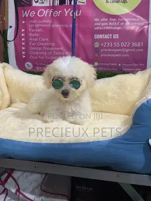 3-6 Months Male Purebred Poodle