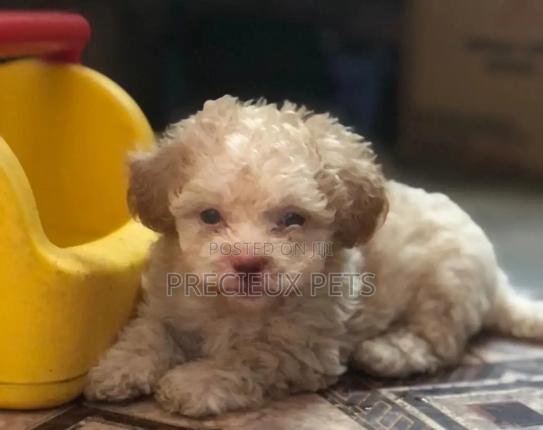 0-1 Month Male Mixed Breed Maltipoo