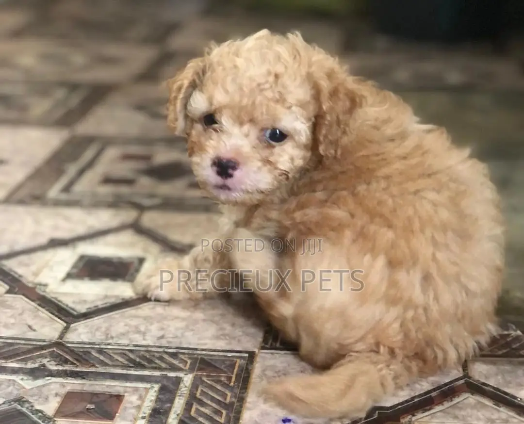 0-1 Month Male Mixed Breed Maltipoo