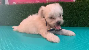 0-1 Month Male Mixed Breed Maltipoo