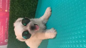 0-1 Month Male Mixed Breed Maltipoo