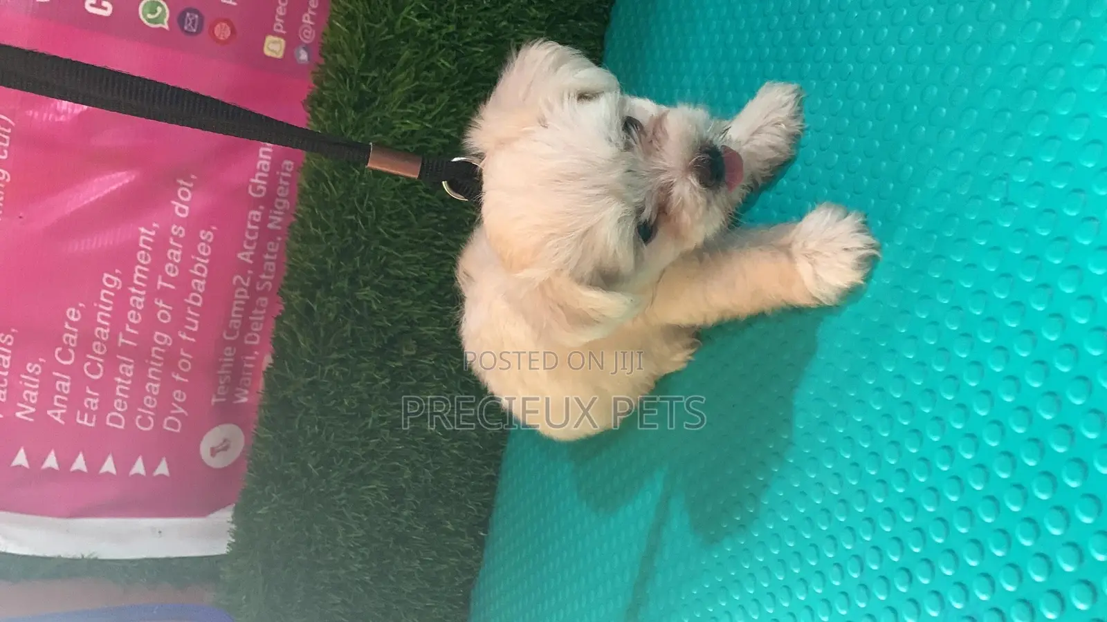 0-1 Month Male Mixed Breed Maltipoo