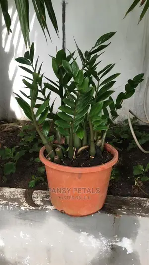 ZZ Plant Fir Sale