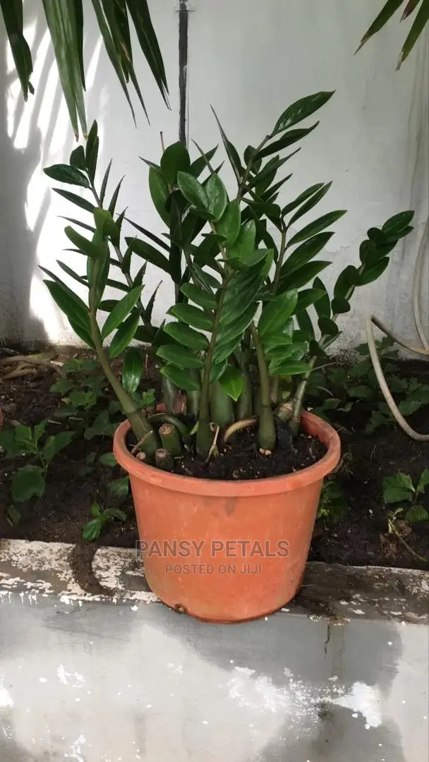 ZZ Plant Fir Sale
