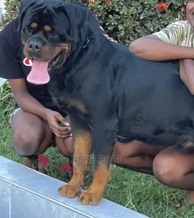 1+ year Male Purebred Rottweiler