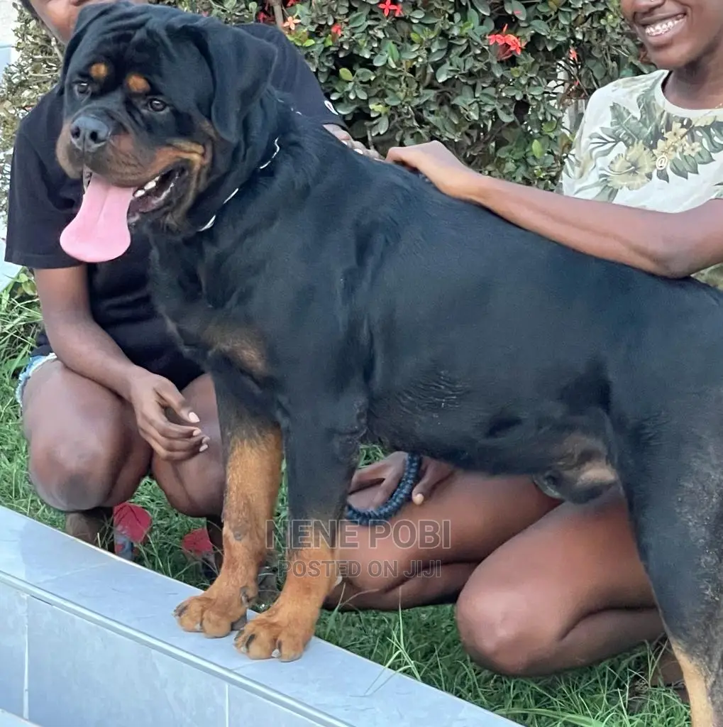 1+ year Male Purebred Rottweiler