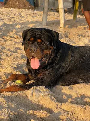 1+ year Male Purebred Rottweiler
