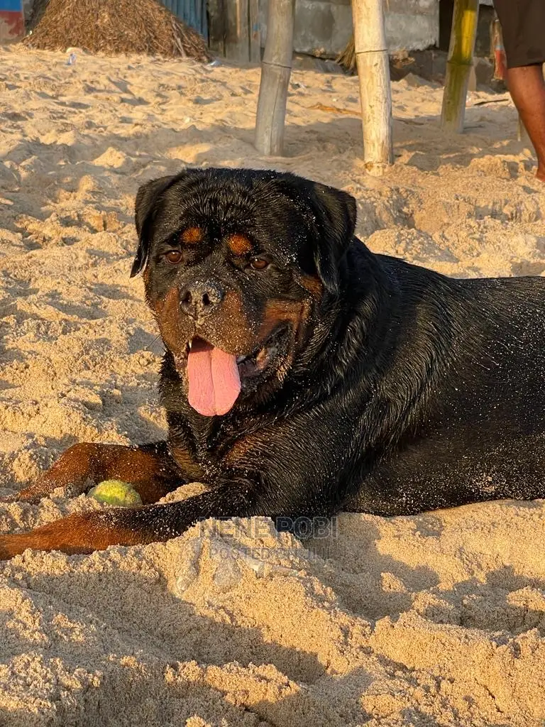 1+ year Male Purebred Rottweiler