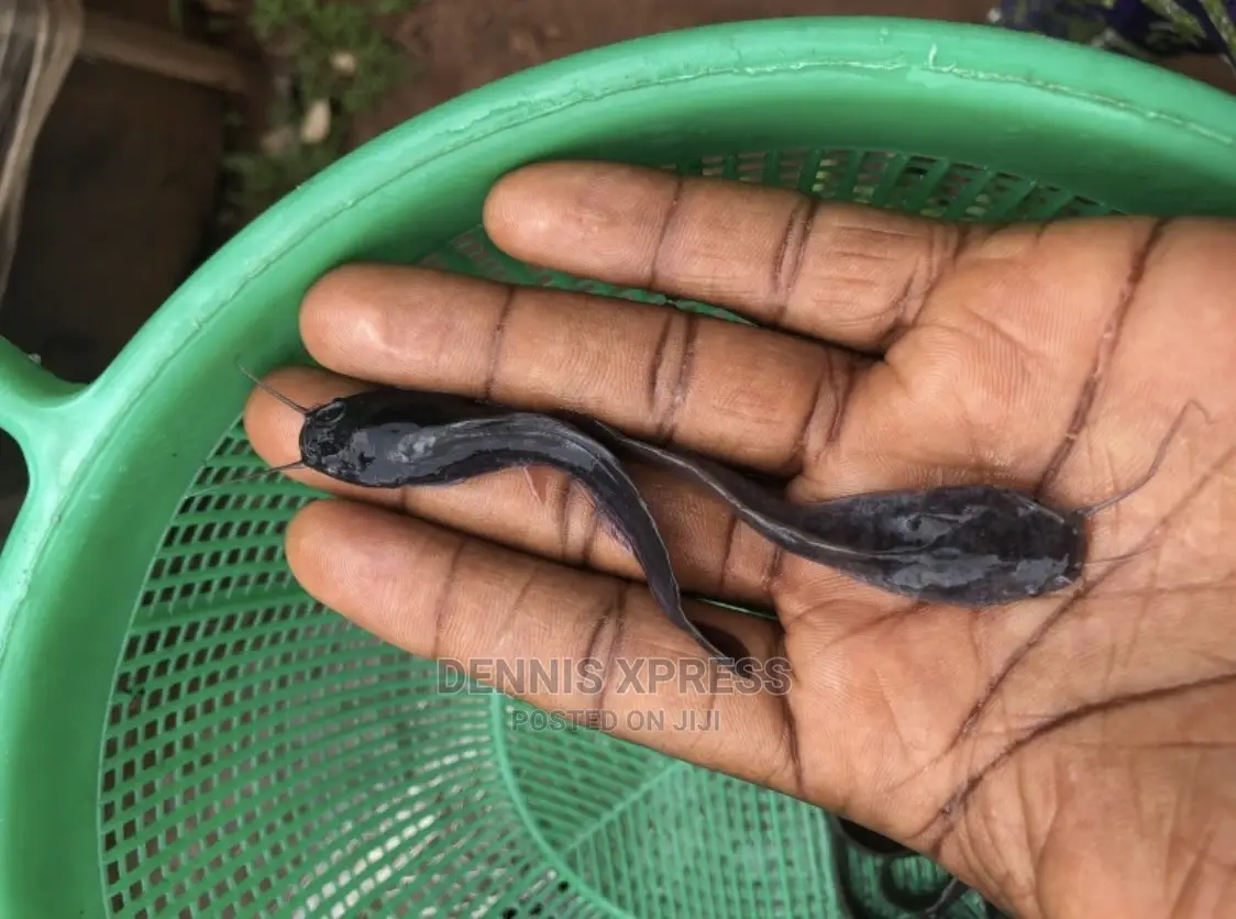 Catfish Fingerlings (5cm-6cm)