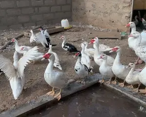 Hybrid Duck