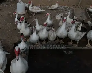 Hybrid Duck