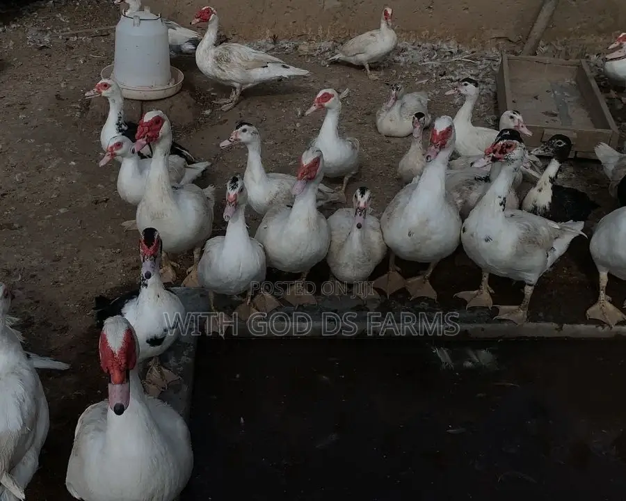 Hybrid Duck