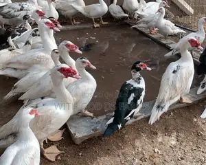 Hybrid Duck