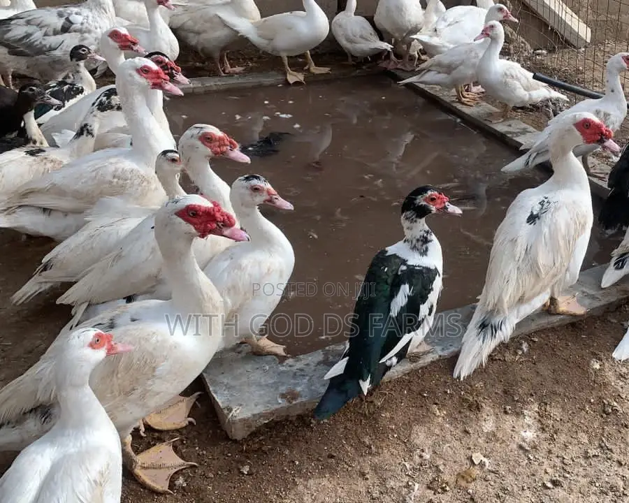 Hybrid Duck