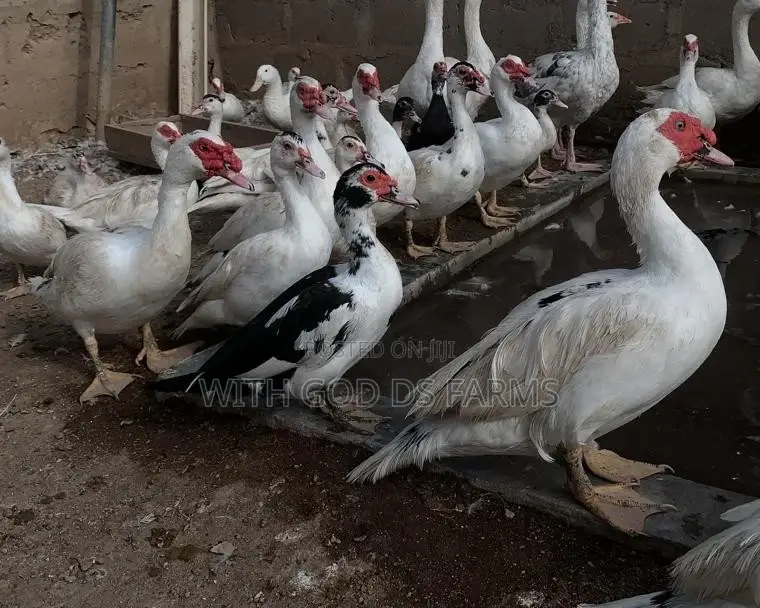 Hybrid Duck
