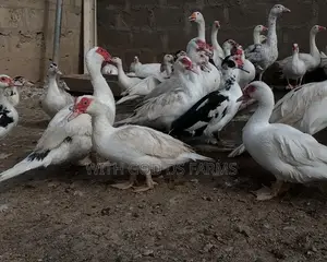 Hybrid Duck