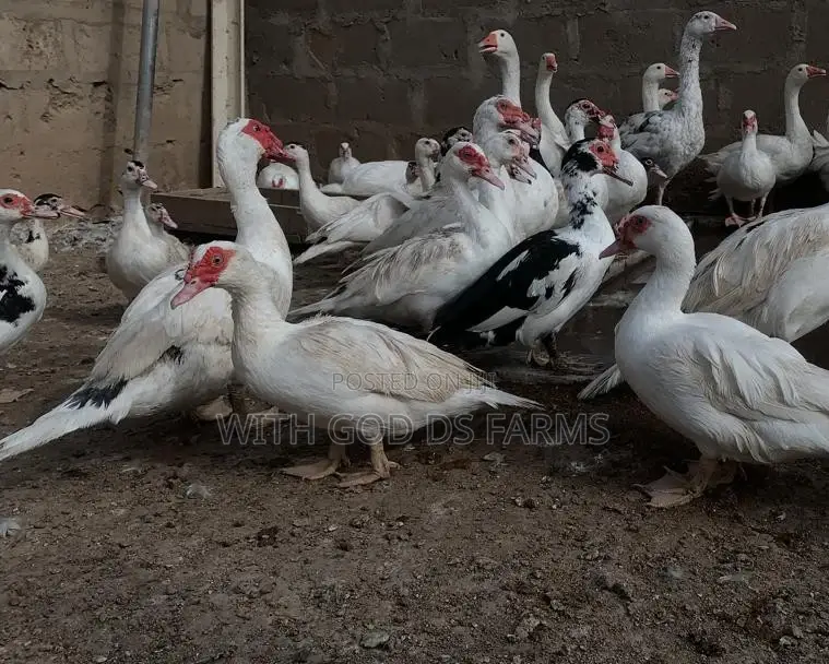 Hybrid Duck