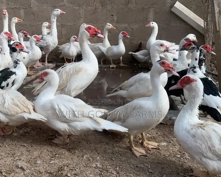 Hybrid Duck