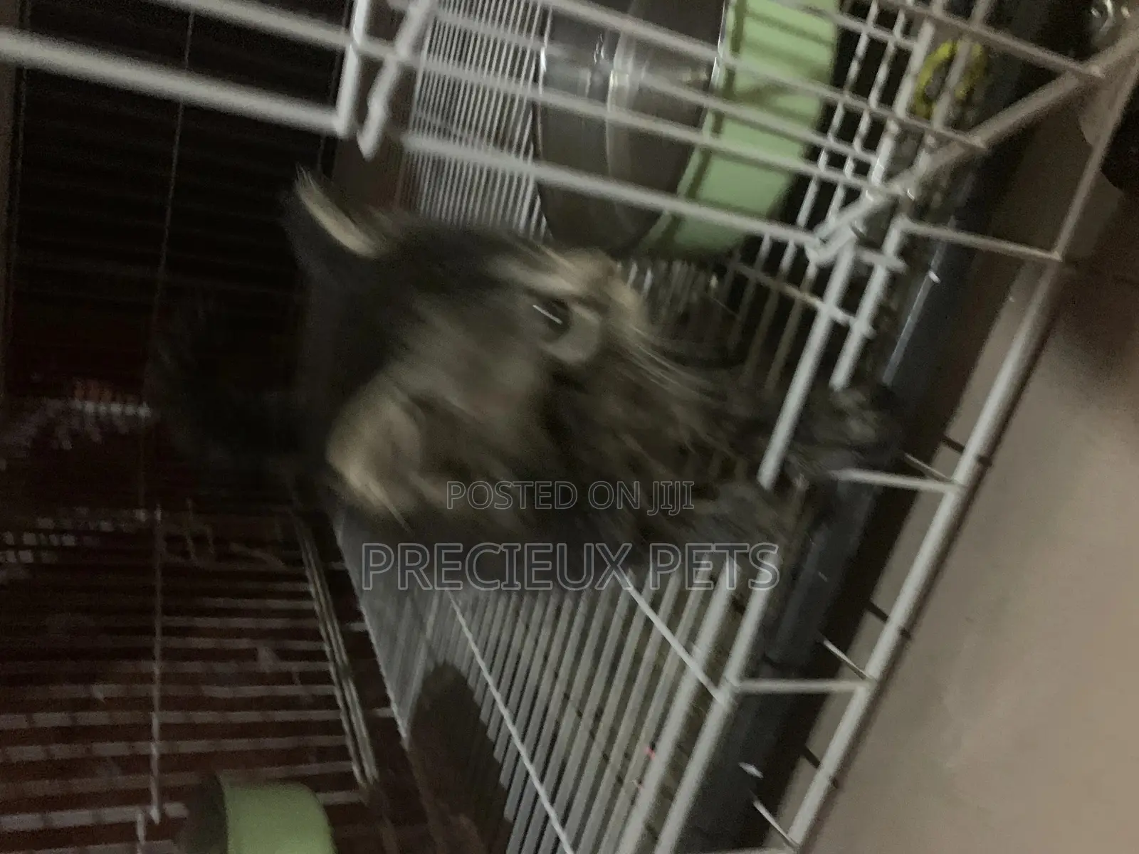 1-3 months Female Mixed Breed Maine Coon