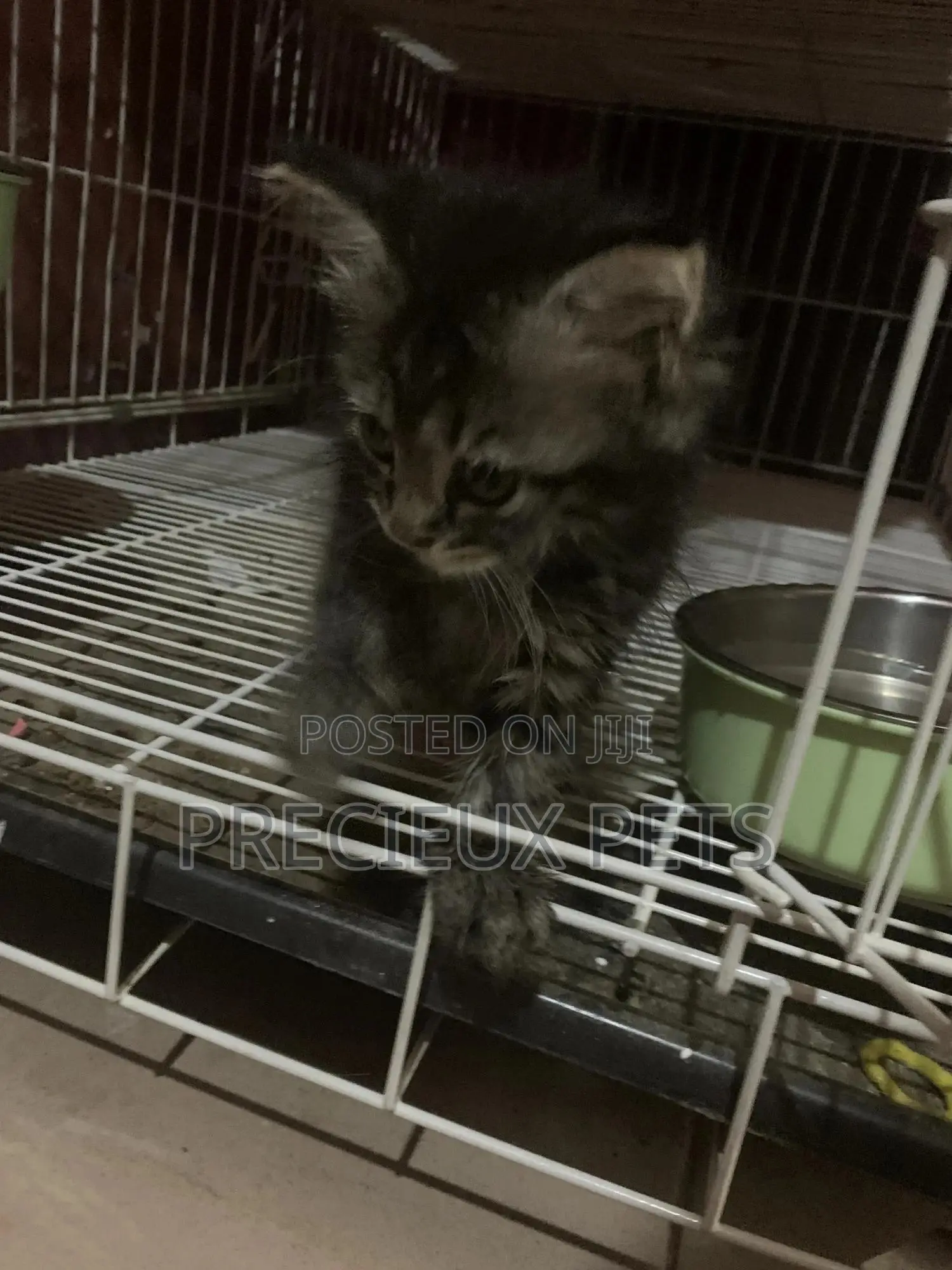 1-3 months Female Mixed Breed Maine Coon