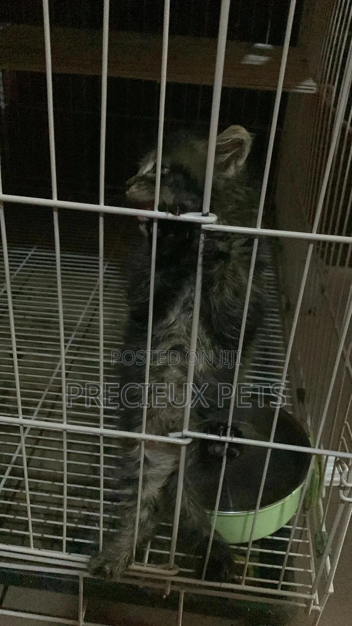 1-3 months Female Mixed Breed Maine Coon