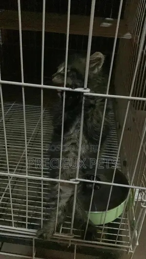 1-3 months Female Mixed Breed Maine Coon