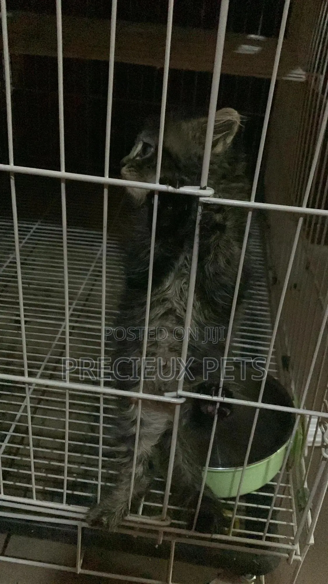 1-3 months Female Mixed Breed Maine Coon