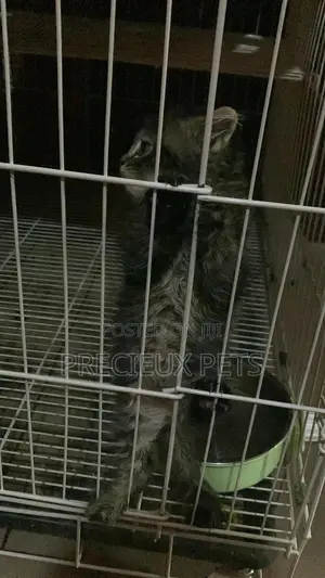 1-3 months Female Mixed Breed Maine Coon