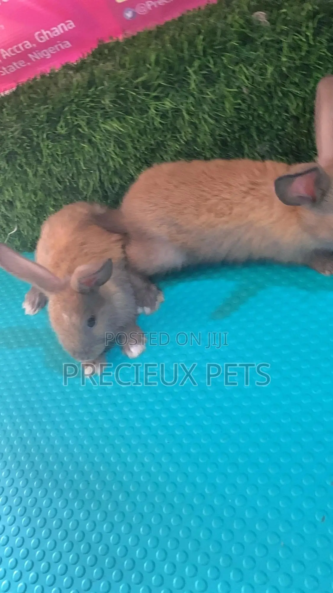 Baby Rabbits