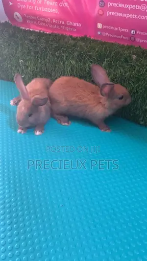 Baby Rabbits