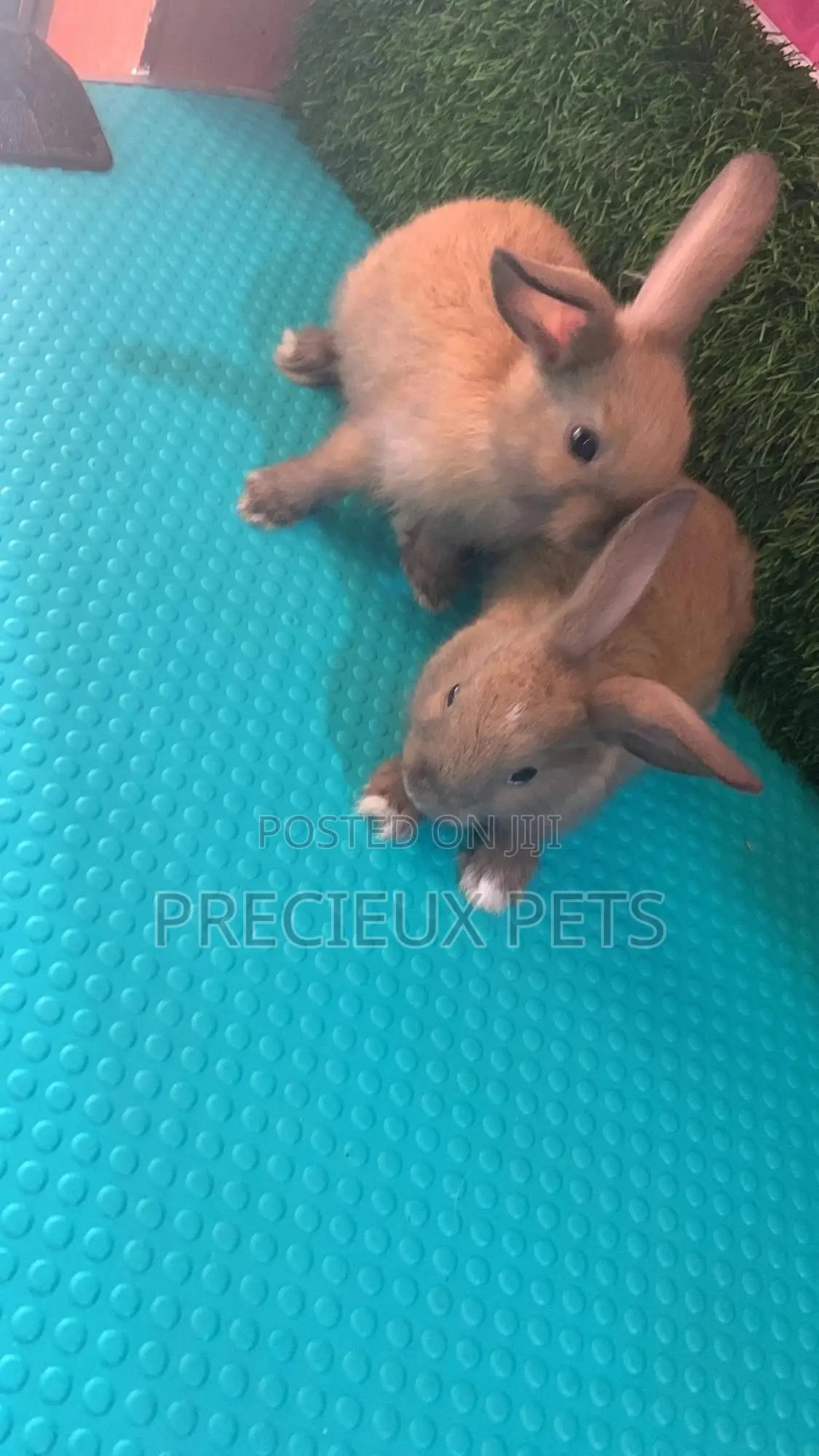 Baby Rabbits