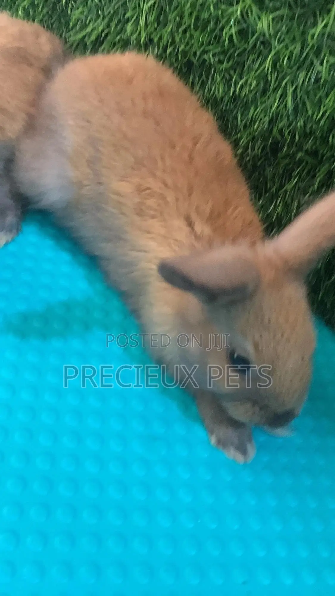 Baby Rabbits