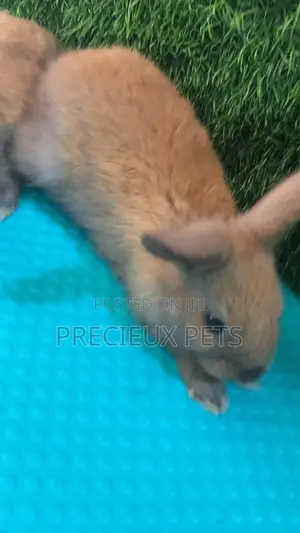 Baby Rabbits