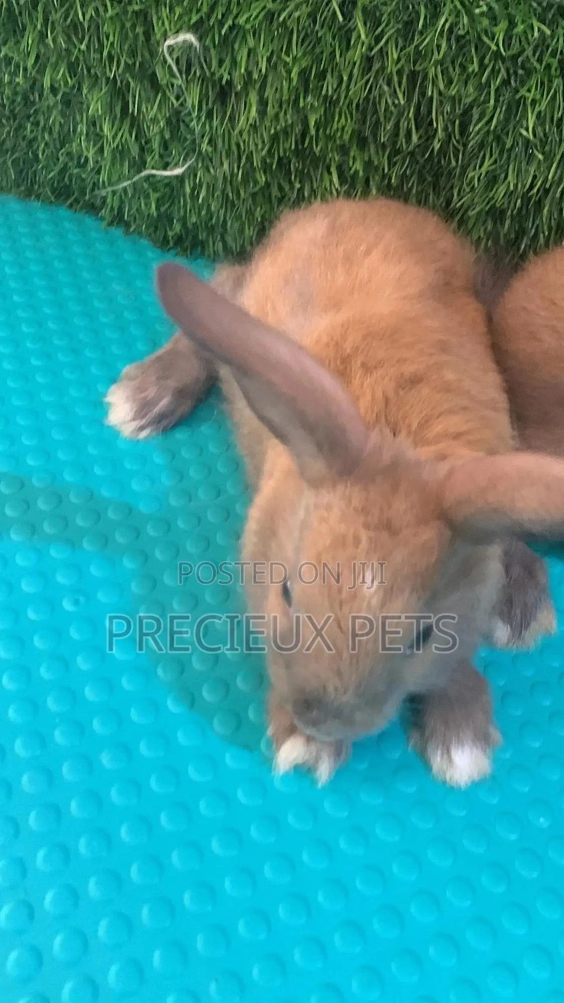 Baby Rabbits