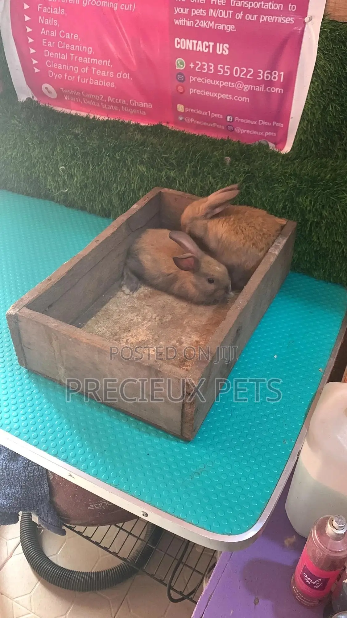 Baby Rabbits