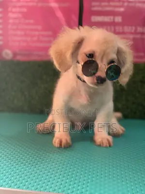 1-3 Months Male Mixed Breed Maltipoo