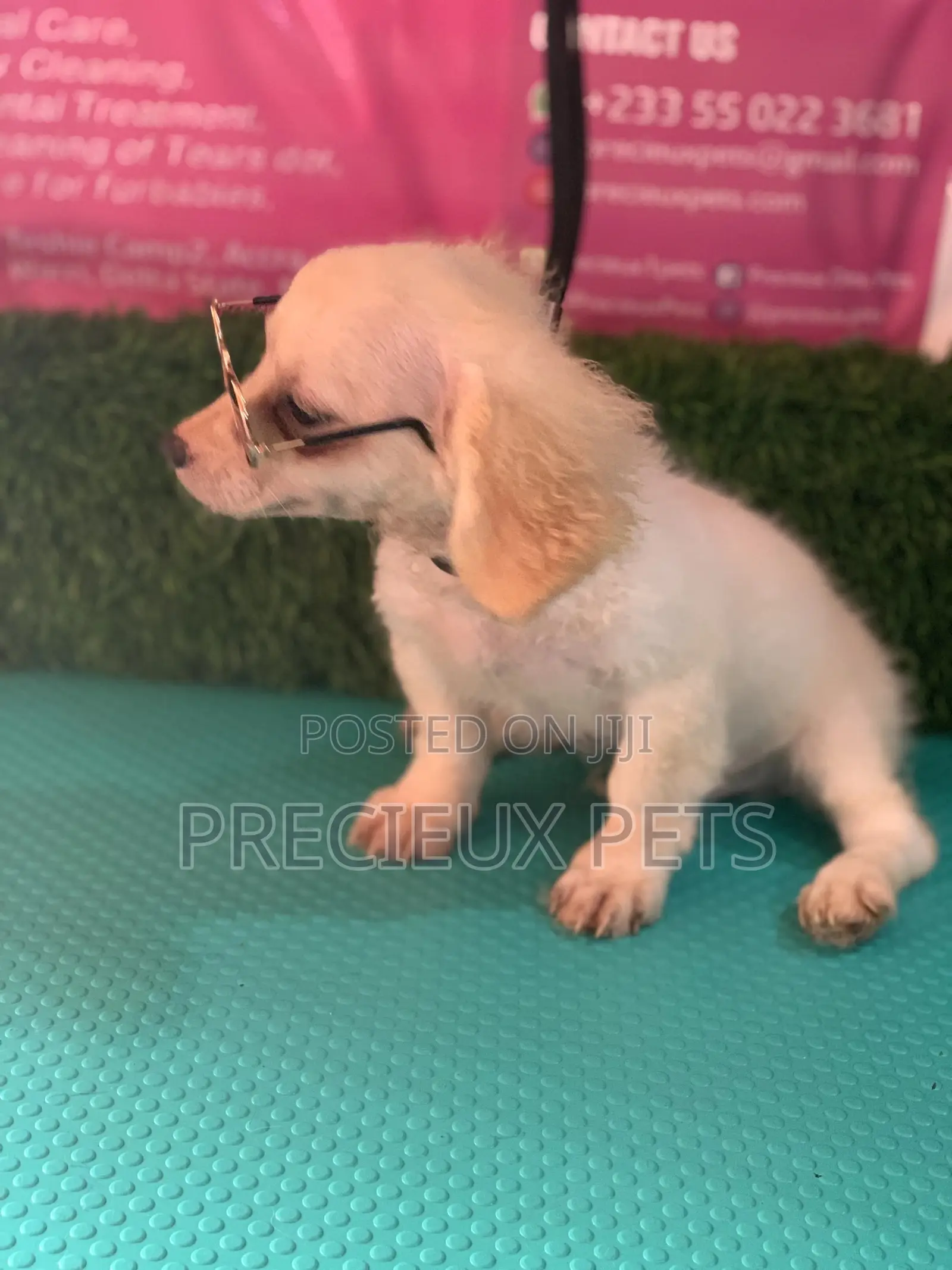 1-3 Months Male Mixed Breed Maltipoo