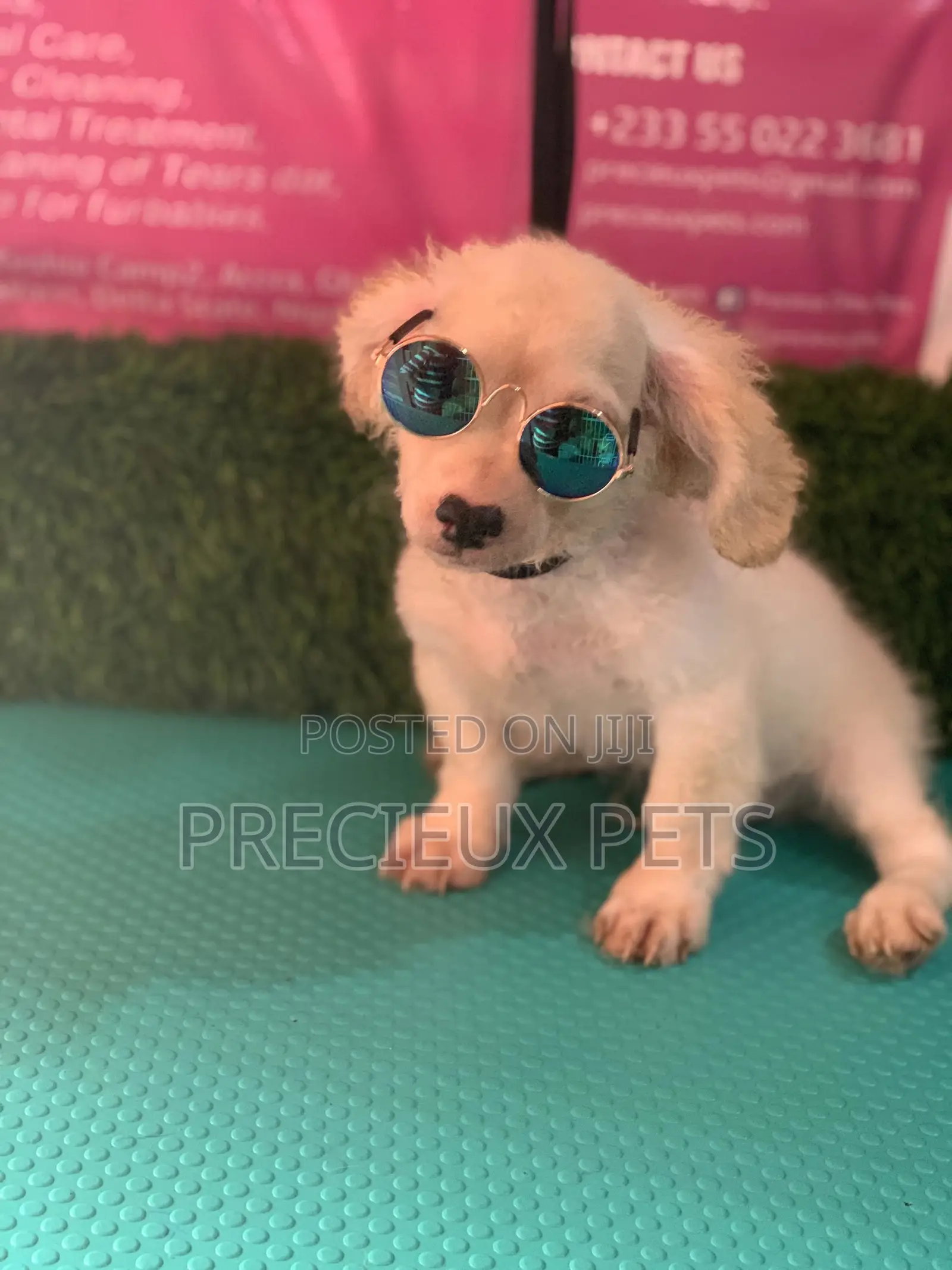 1-3 Months Male Mixed Breed Maltipoo