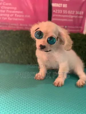 1-3 Months Male Mixed Breed Maltipoo