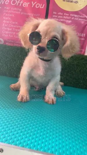 1-3 Months Male Mixed Breed Maltipoo