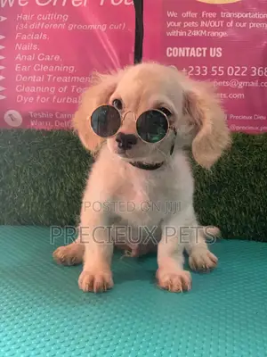 1-3 Months Male Mixed Breed Maltipoo