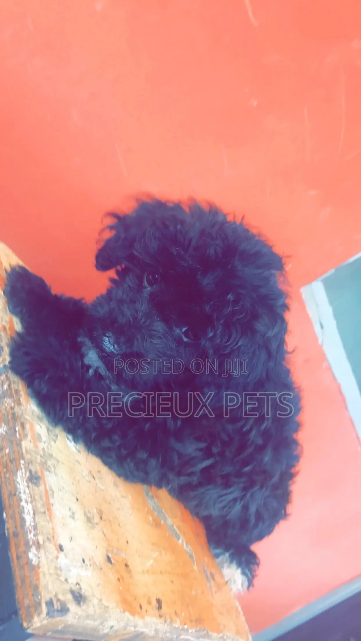 1-3 Months Female Purebred Poodle