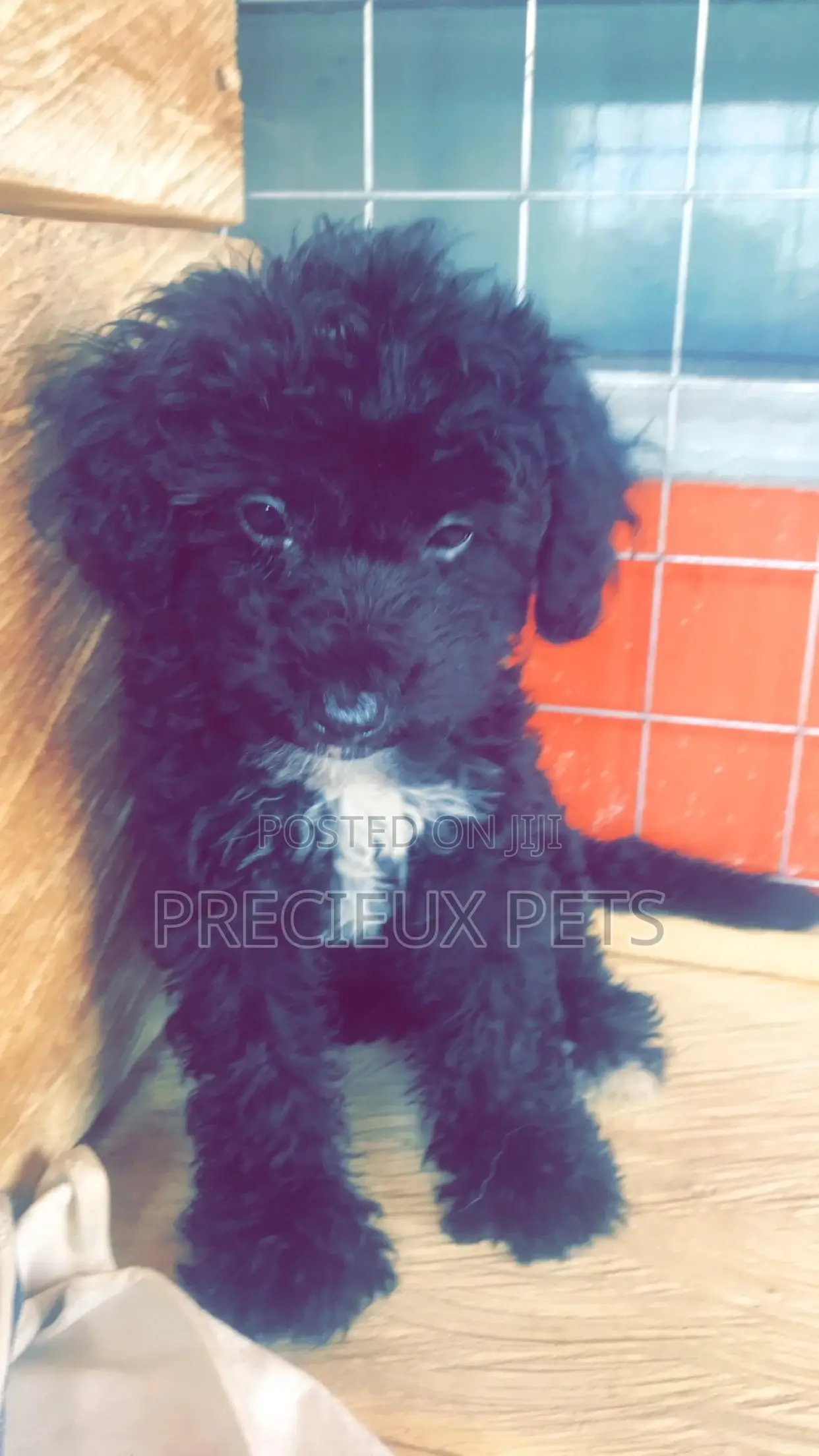 1-3 Months Female Purebred Poodle