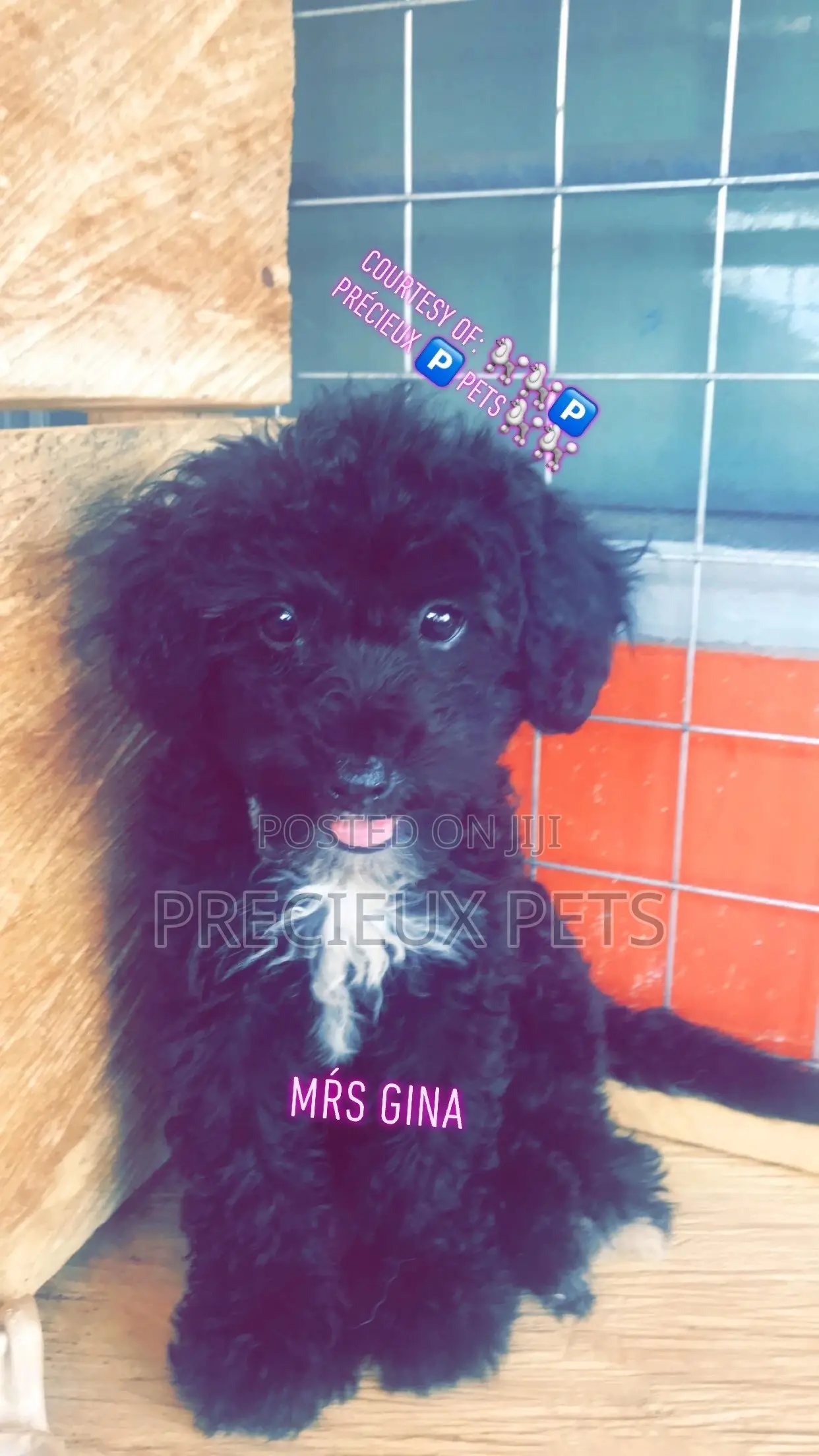 1-3 Months Female Purebred Poodle