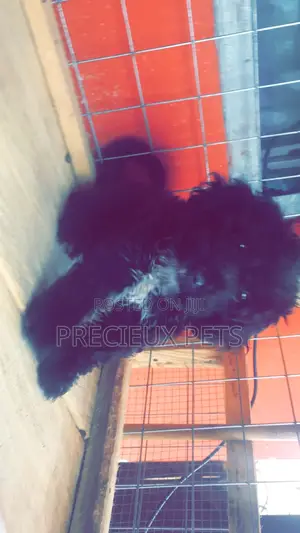 1-3 Months Female Purebred Poodle