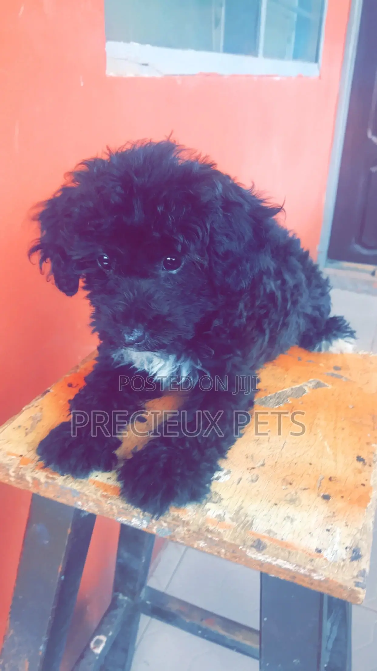 1-3 Months Female Purebred Poodle