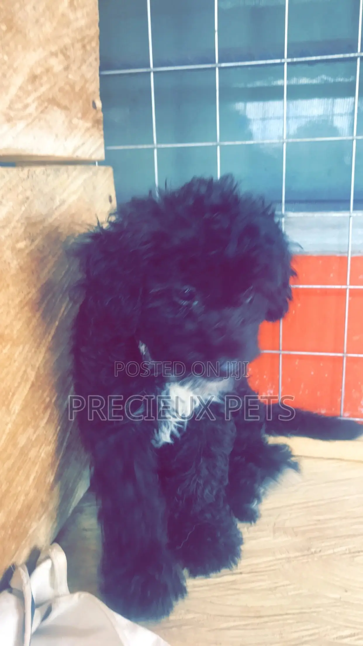 1-3 Months Female Purebred Poodle