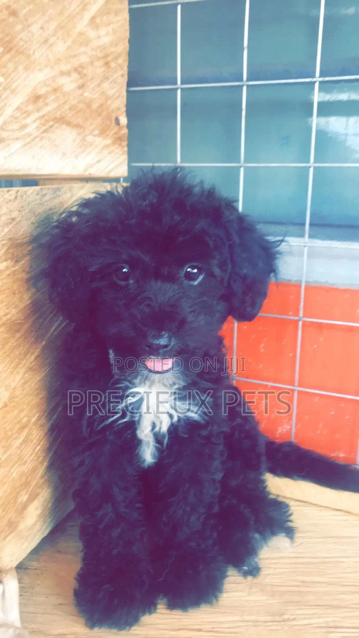 1-3 Months Female Purebred Poodle