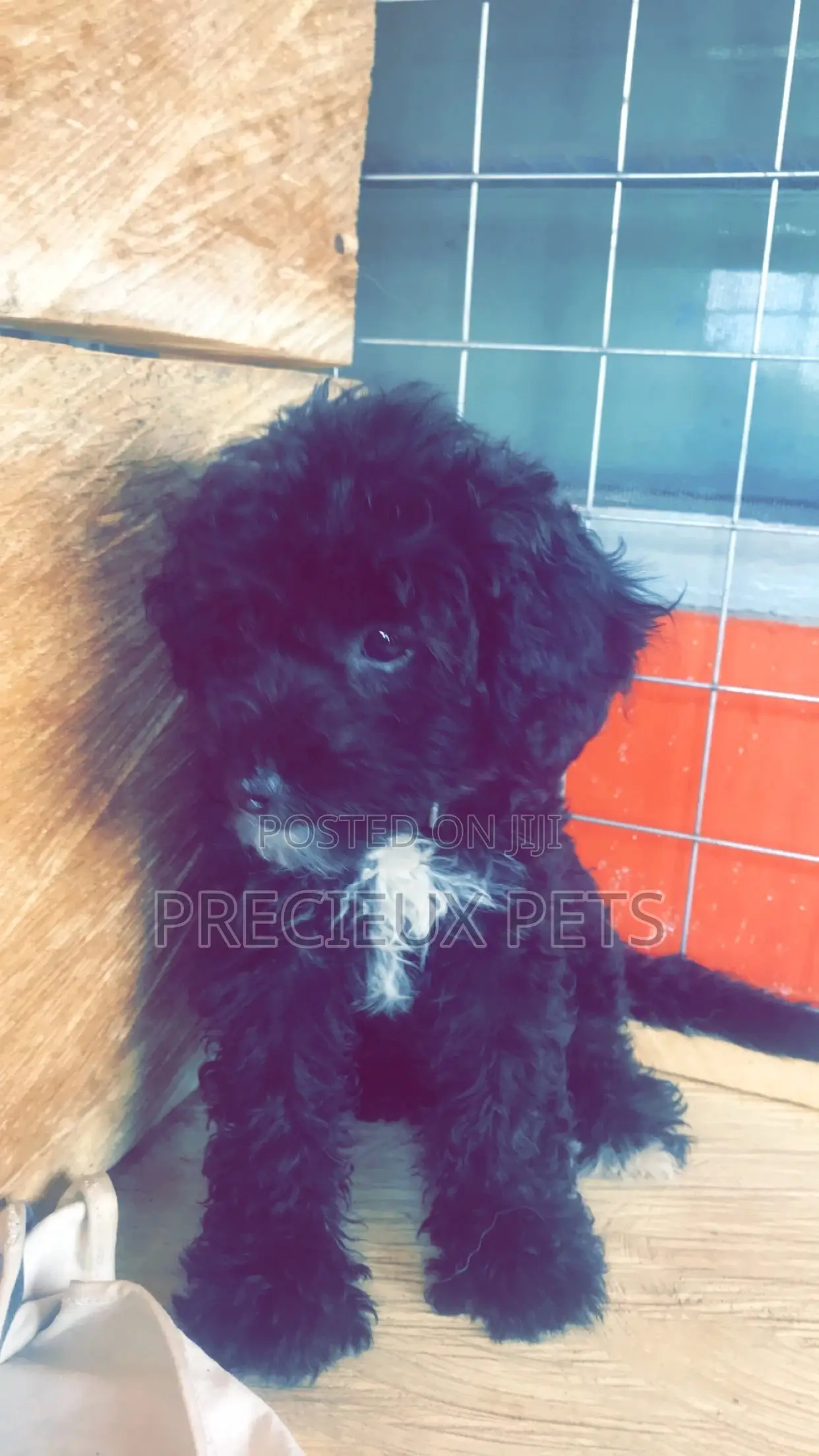 1-3 Months Female Purebred Poodle