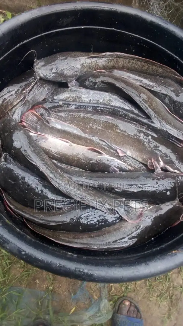 Table Size Cat Fish